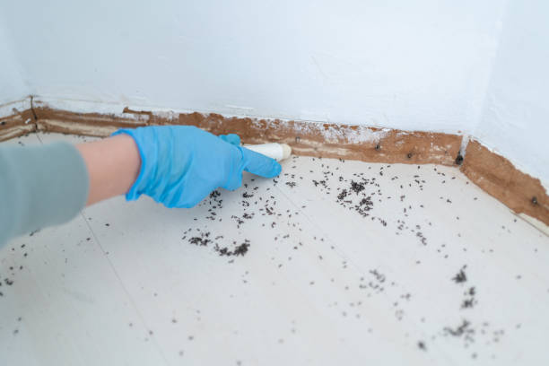 Best Emergency Pest Control  in Boone, IA